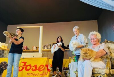 Samtpfoten zum Anfassen: Wer schnurrt denn da in Chemnitz? - Auf der Frankenberger Straße 31 präsentiert sich der Verein mit über 120 Tieren von 62 Ausstellern. Foto: Steffi Hofmann