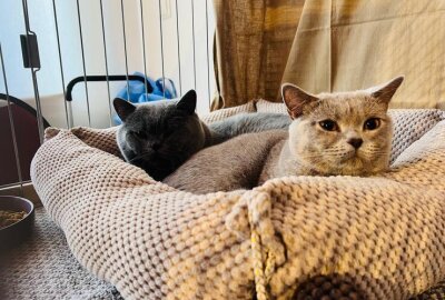 Samtpfoten zum Anfassen: Wer schnurrt denn da in Chemnitz? - Gemütliche Schlafhöhlen: Britisch Kurzhaar beim Relaxen. Foto: Steffi Hofmann