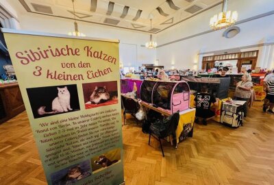 Samtpfoten zum Anfassen: Wer schnurrt denn da in Chemnitz? - Erstmals sind Katzen in Chemnitz zu bestaunen.