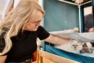 Samtpfoten zum Anfassen: Wer schnurrt denn da in Chemnitz? - Erstmals sind Katzen in Chemnitz zu bestaunen.