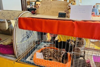 Samtpfoten zum Anfassen: Wer schnurrt denn da in Chemnitz? - Erstmals sind Katzen in Chemnitz zu bestaunen.