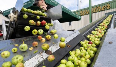Wie ein Köthensdorfer der Apfelschwemme Herr werden will