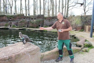 Jährliches Highlight: Im Amerika-Tierpark werden Familien mit Kindern auf ihre Kosten kommen - Bei kommentierten Fütterungen kann man mehr über die Bewohner von Pinguinland, aber auch die Nasenbären erfahren.