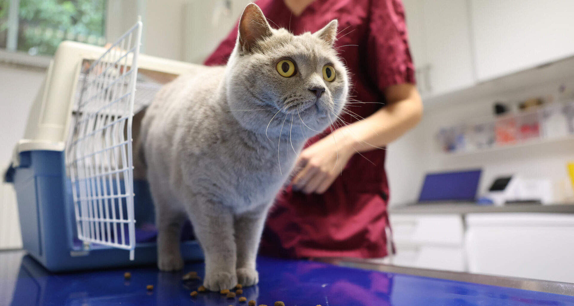 Limbach-Oberfrohnaer fühlt sich von Tierarzt abgezockt