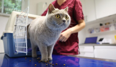 Limbach-Oberfrohnaer fühlt sich von Tierarzt abgezockt