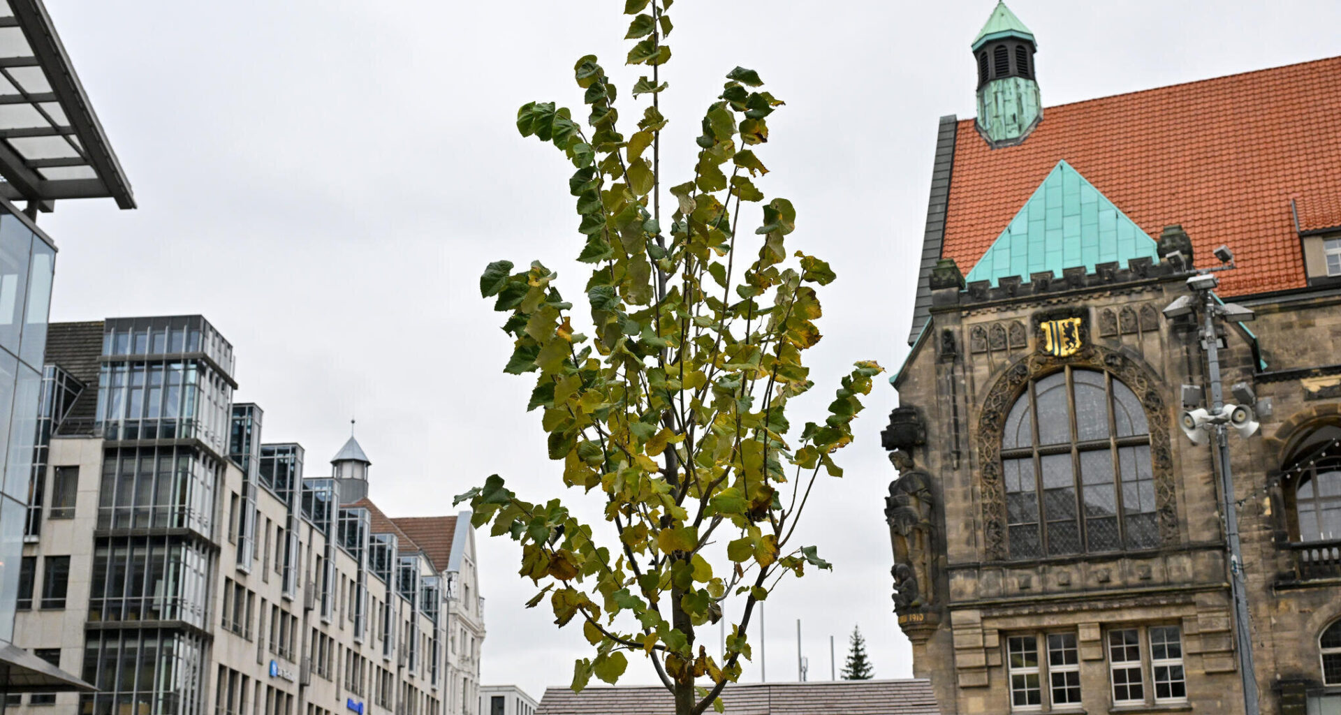 Chemnitzer Marktbaum bald mit Sitzgelegenheit