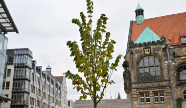 Chemnitzer Marktbaum bald mit Sitzgelegenheit