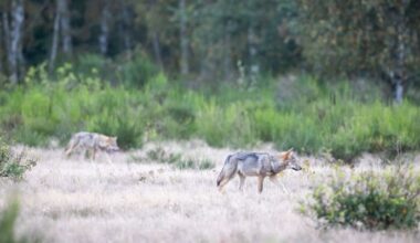 Zwei Wolfswelpen streifen durch die Kernzone der Döberitzer Heide. (Quelle: dpa/Ingolf König-Jablonski)