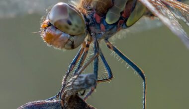 c't Fotografie-Wettbewerb "Käfer und Insekten": Das sind die Gewinner