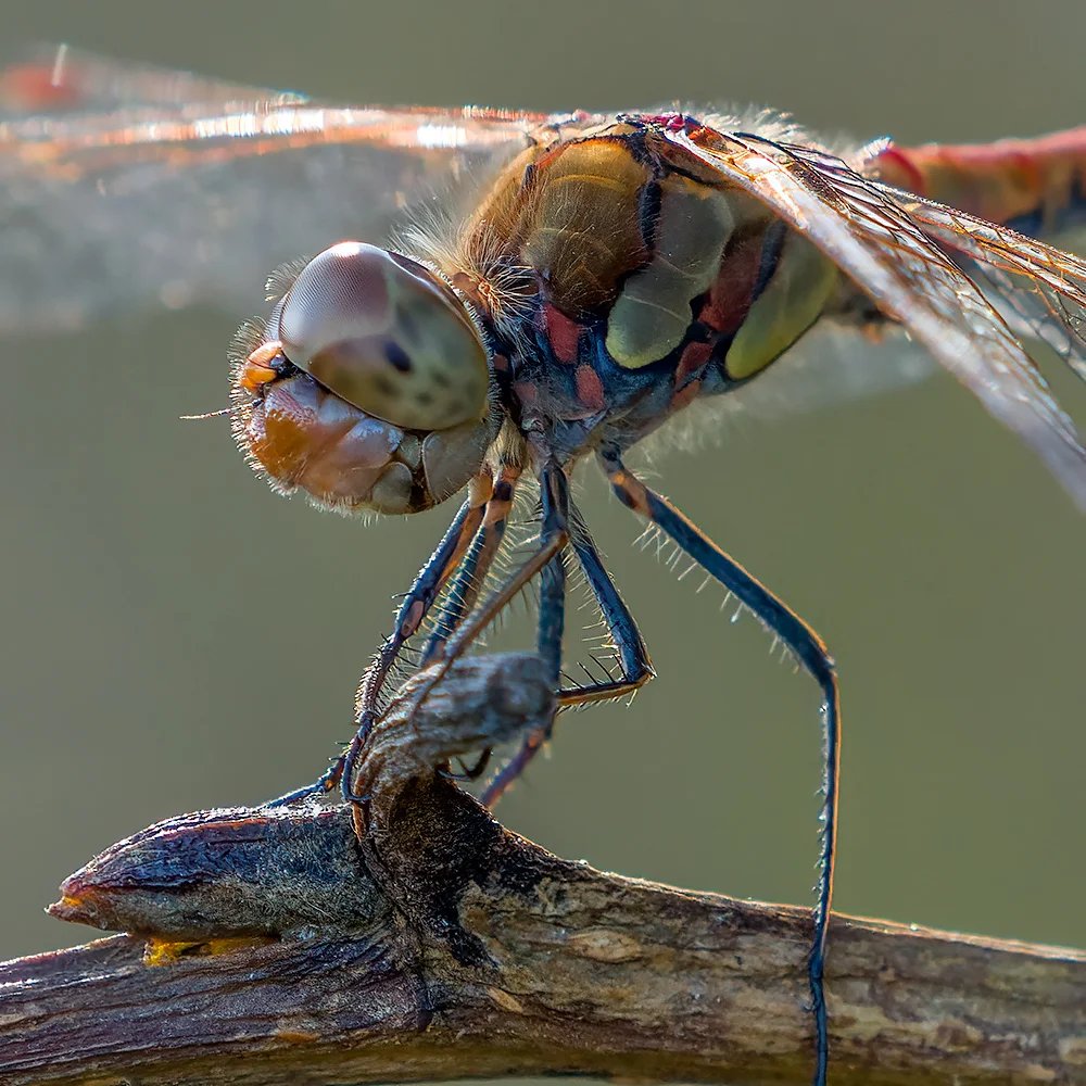 c't Fotografie-Wettbewerb "Käfer und Insekten": Das sind die Gewinner