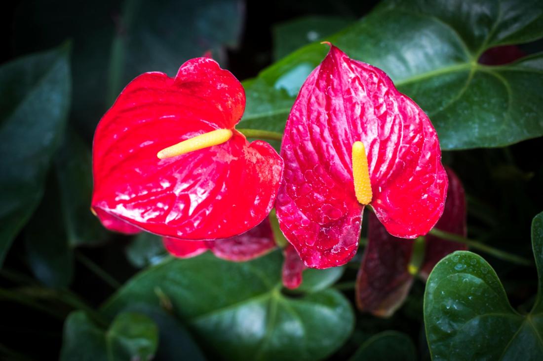 Blütenpracht im Botanischen Garten im Dortmunder Rombergpark