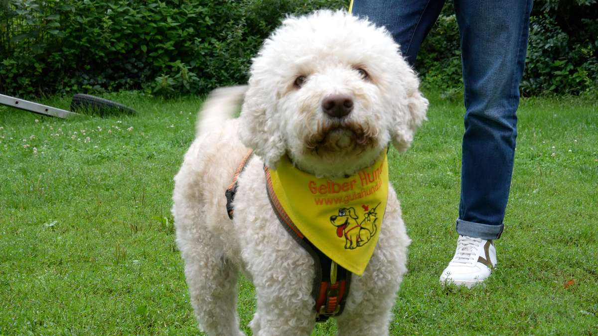 So lesen Sie die Körpersprache von Hunden