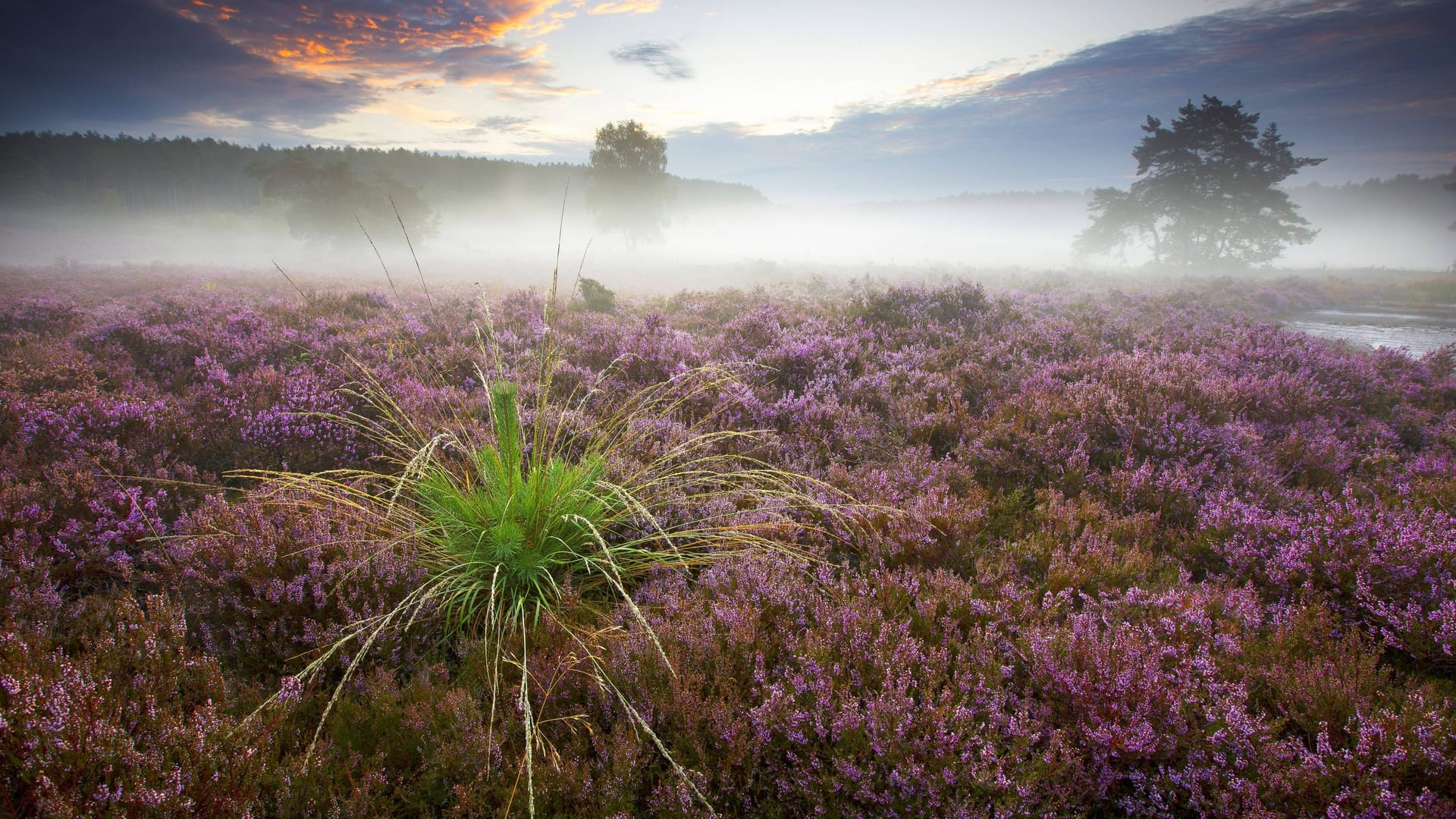 Die Heide: Die Landschaft ist vielfältig.