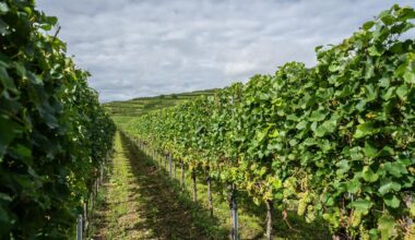 Essen und Trinken: Vorerst doch keine Pflichtabgabe für Winzer