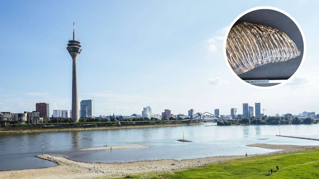 Collage: Rheinufer in Düsseldorf mit Fernsehturm im Hintergrund; Nahaufnahme eines Mammutzahns mit gerillter Oberfläche