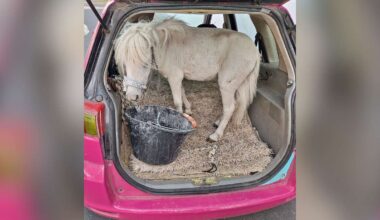 Frau transportiert Pony in pinkfarbenem Auto