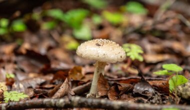 Fall in Karlsruhe: Gefährliche psychoaktive Pilze - Experten warnen vor Konsum