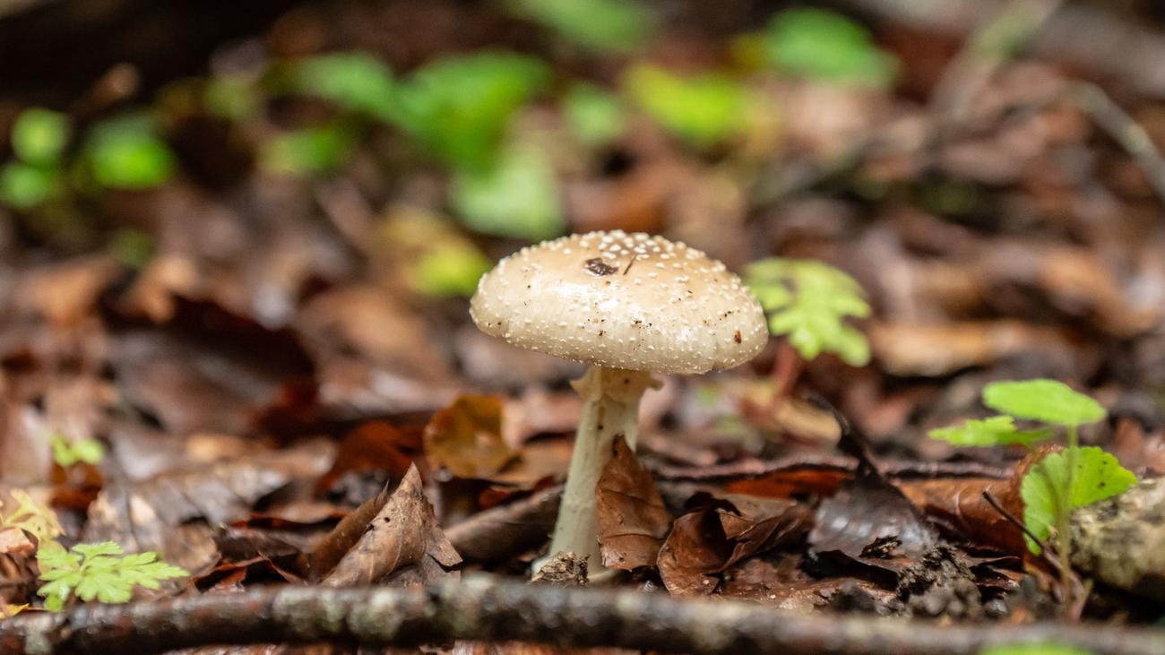 Fall in Karlsruhe: Gefährliche psychoaktive Pilze - Experten warnen vor Konsum