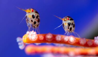 Ocean Photographer of the Year: Winzige Flohkrebse gewinnen Preis