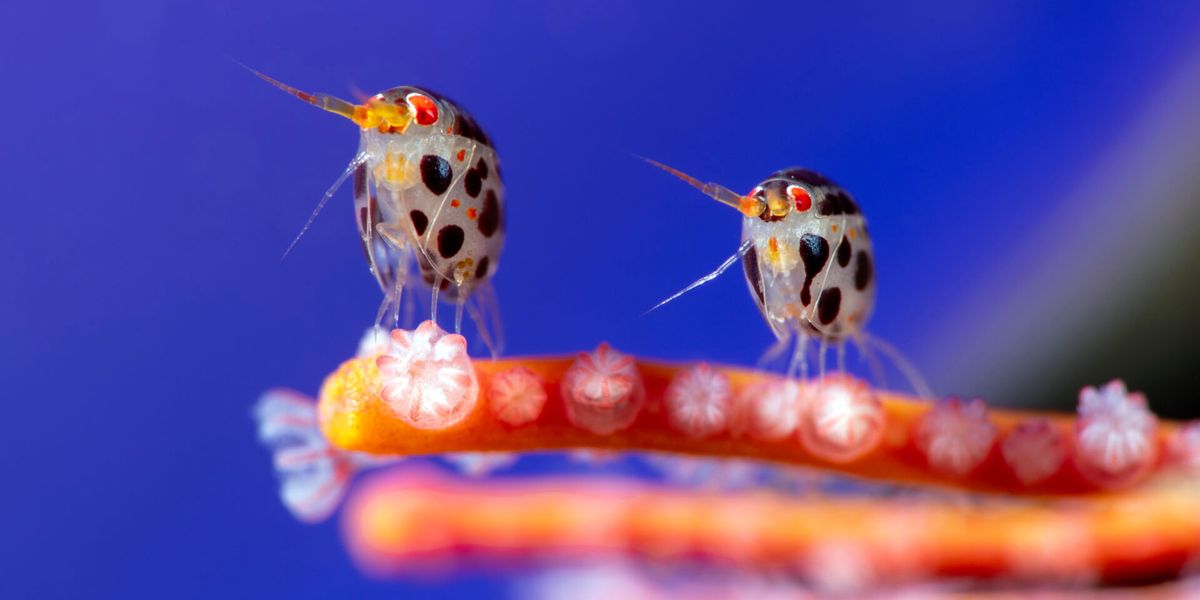 Ocean Photographer of the Year: Winzige Flohkrebse gewinnen Preis