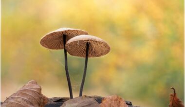 Natur, leuchtende Kontraste und urbane Dramaturgie: Die Bilder der Woche 38