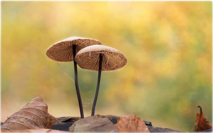 Natur, leuchtende Kontraste und urbane Dramaturgie: Die Bilder der Woche 38