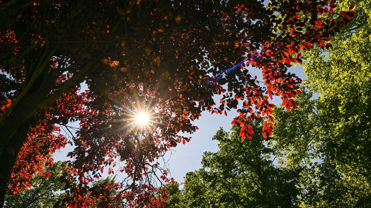 Klimaschutz: Tausende neue Bäume für Berlin: Diskussion kommt in Bewegung