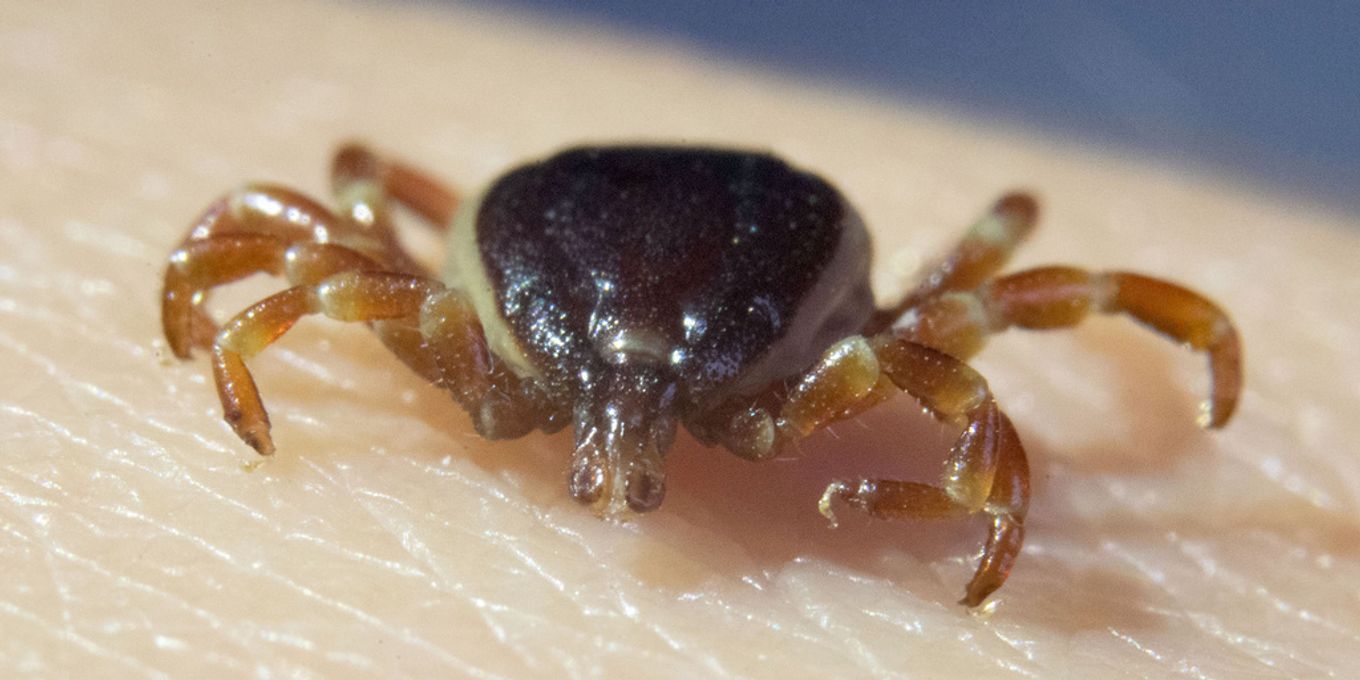 In Frankreich: Krim-Kongo-Fieber bei Rindern und Wildtieren entdeckt