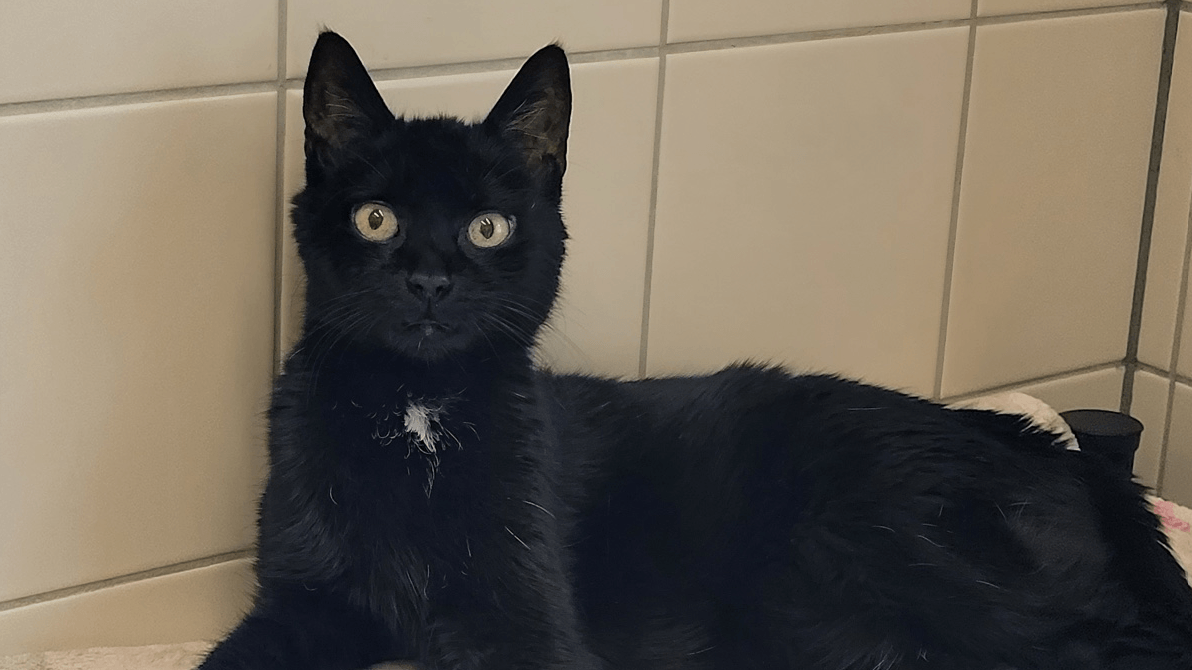 Katze Maxi im Tierheim: Der Vorbesitzer gab sie schweren Herzens ab.