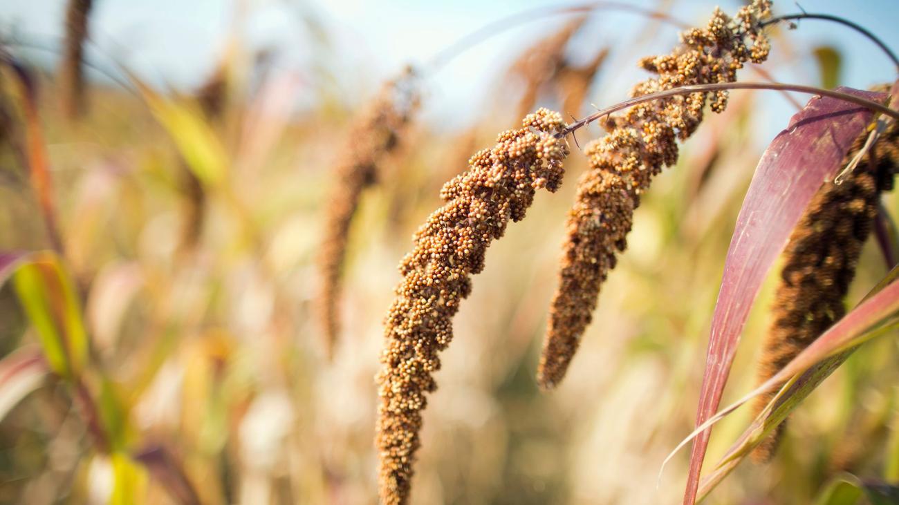 Essen & Trinken: Versuchsküche begleitet Wandel in der Landwirtschaft