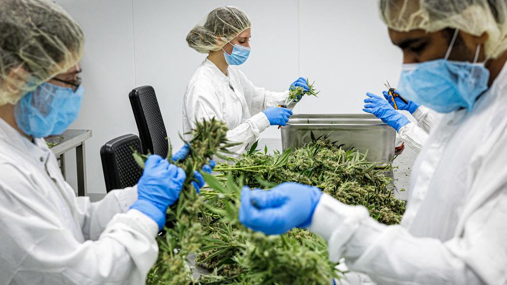 Cannabislegalisierung: Sauberes Gras aus zertifiziertem Anbau: Cannabisproduktion bei Demecan in Ebersbach bei Dresden, einem deutschen Hersteller