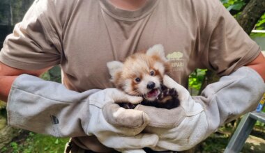 Tierpark Berlin - Wie Spieler vom 1. FC Union: Rote Panda-Babys bekommen Namen - Wissen