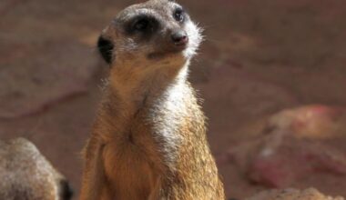 Zahlreiche Aktionen zum „Zootag“ in Augsburg