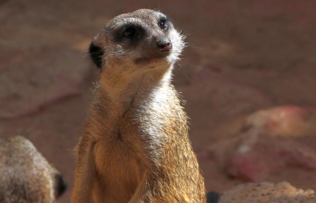 Zahlreiche Aktionen zum „Zootag“ in Augsburg