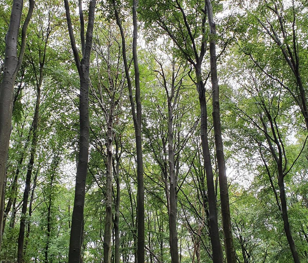 Dülkener Stadtgarten wird klimagerecht - Welle Niederrhein