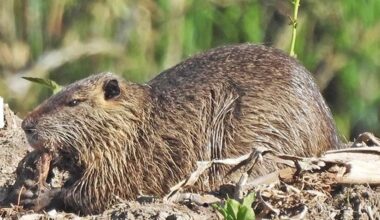 Naturschutzgruppe Schwentinental entdeckt seltene Pflanze - Probsteer