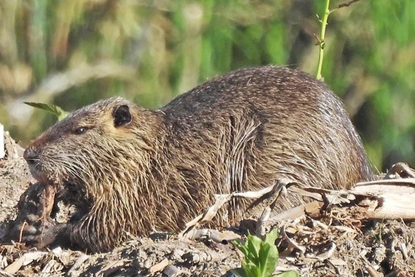 Naturschutzgruppe Schwentinental entdeckt seltene Pflanze - Probsteer