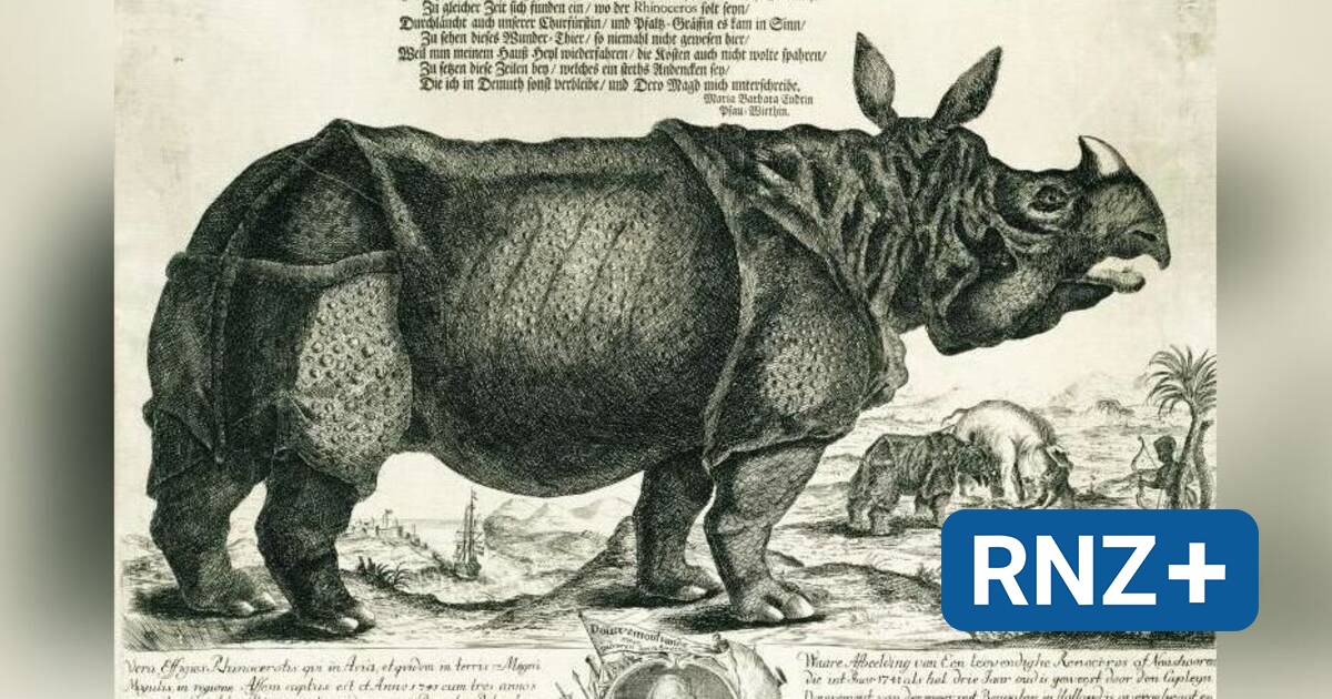 Naturalienkabinett: Wie Nashorn Clara in die Quadrate kam - Mannheim und Metropolregion Rhein-Neckar - Nachrichten und Aktuelles