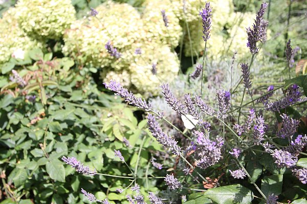 Der weiße Schmetterling fliegt im Lavendel fröhlich umher. - © Björn Kenter