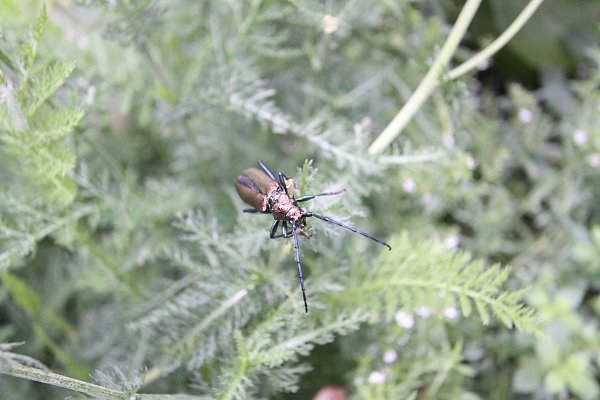 Auch der heimische Moschusbock ist im Garten von Uwe Voigt zu finden. - © Björn Kenter