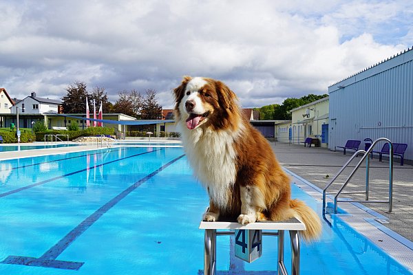 Der Hund kann den Schwimmspaß kaum erwarten und ist auf dem Sprung. - © Stadt Brakel