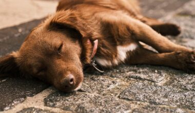 Dieb klaut angebundenen Hund vor einem Bielefelder Krankenhaus