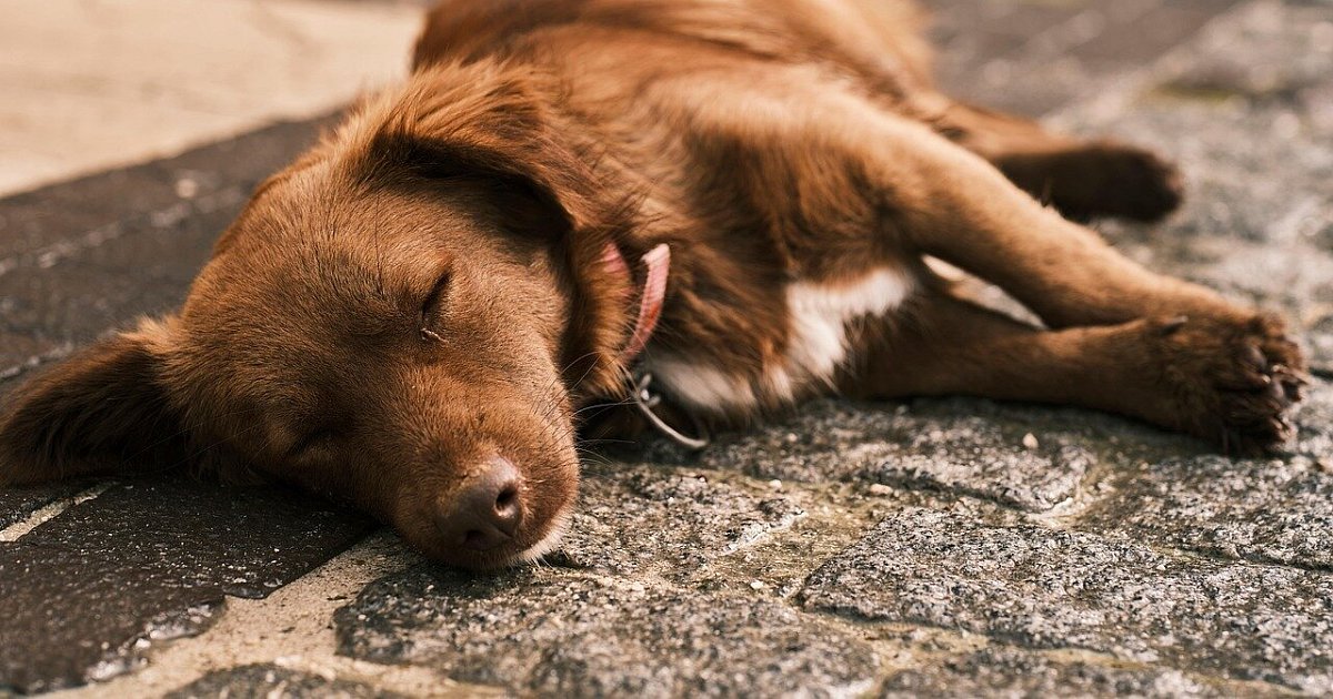 Dieb klaut angebundenen Hund vor einem Bielefelder Krankenhaus