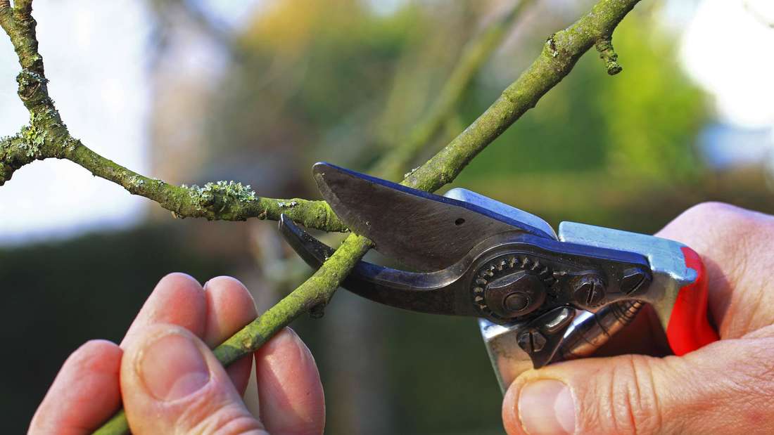 Baumschnitt an einem kleinen Ast eines Apfelbaumes mit einer Handschere