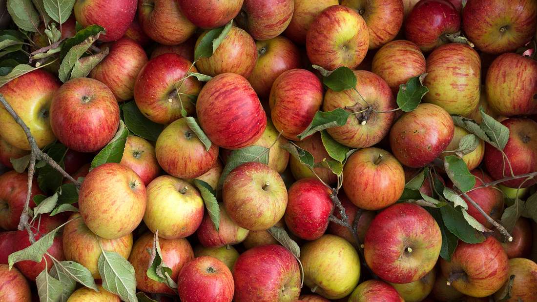 Eine große Menge frisch gepflückter Äpfel der Sorte Cox Orange