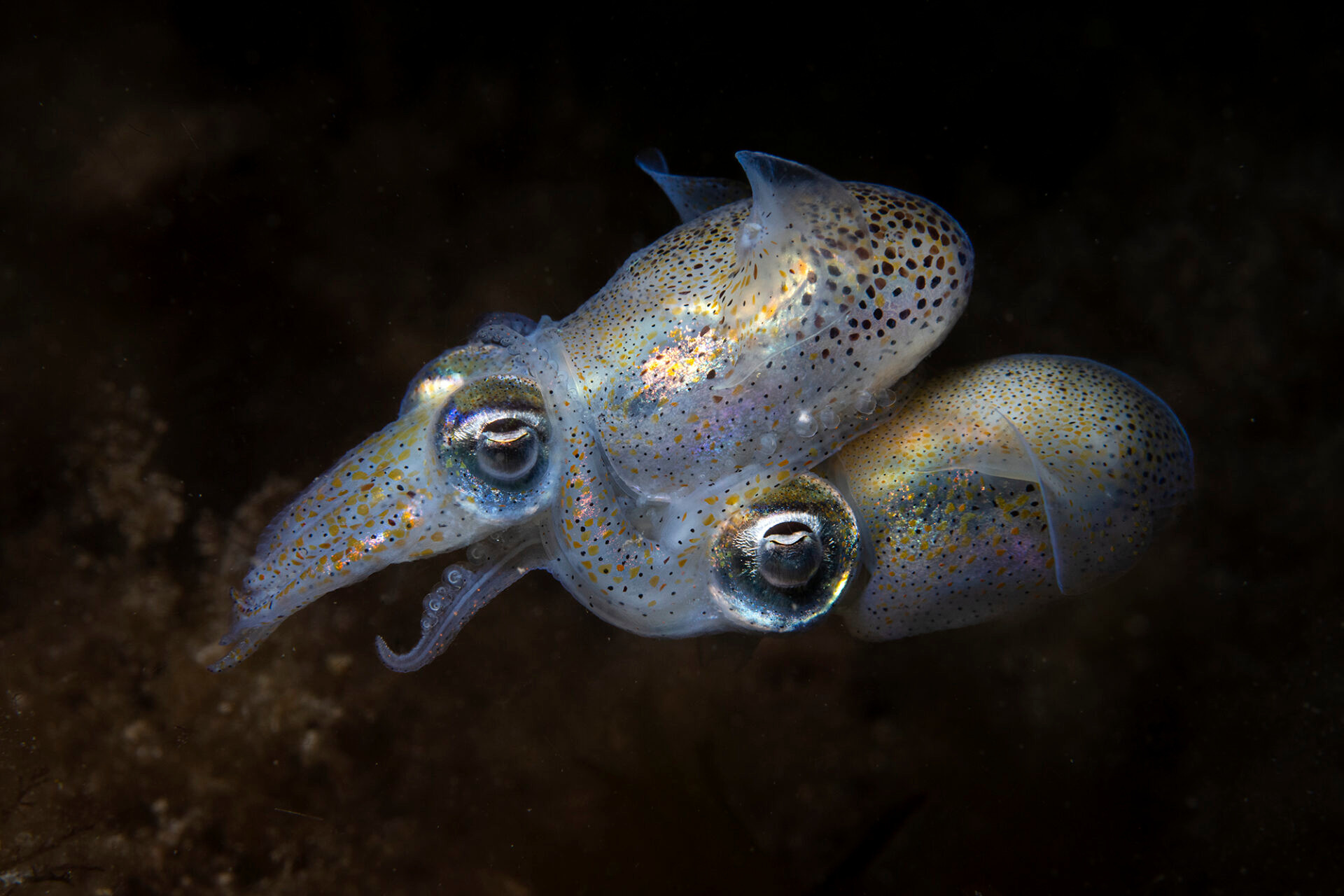 Ein schimmernder, transparent-blauer Tintenfisch schwebt in dunklem Wasser, mit grossen Augen und gesprenkelter Haut.