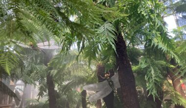 Zeitreise in das Karbon-Zeitalter im Botanischen Garten Rombergpark