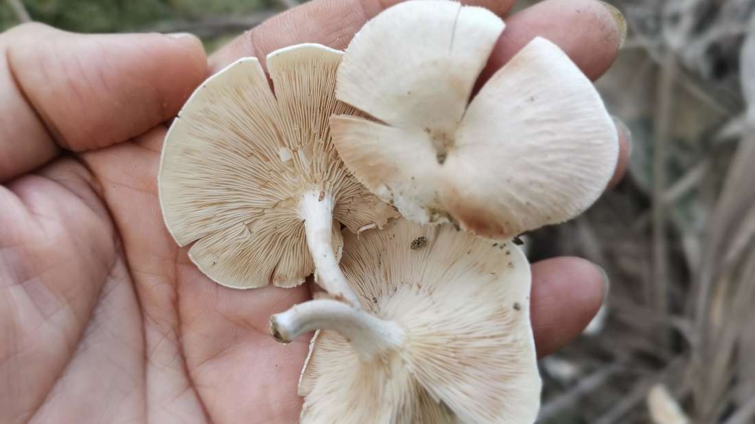 Lamellenpilze in einer Hand