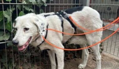 Hund in NRW drei Wochen ohne Besitzer – Anwohner machen wichtige Entdeckung