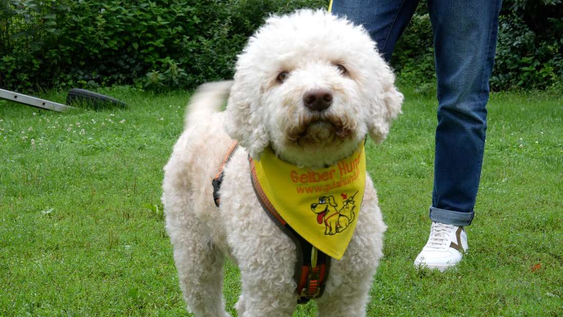 Ein kleiner weißer Hund mit gelbem Halstuch schaut in die Kamera. Hundebegegnungen gehören zu unserem Alltag. Menschen, die Angst vor Hunden haben, viel dafür tun, dass Hundebegegnungen angenehmer werden.